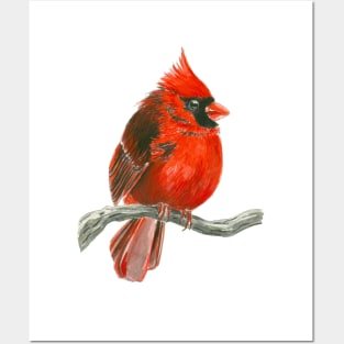 Cardinal bird Posters and Art